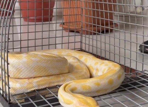  Denizli’de AVM’deki Gösteri Yılanına El Konuldu