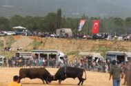 Kemalpaşa 3. Boğa Güreşi Festivali 3 Mayıs’ta Akalan Arenada