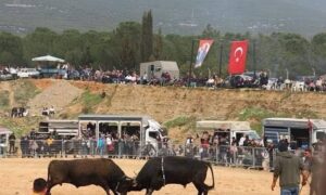 Kemalpaşa 3. Boğa Güreşi Festivali 3 Mayıs’ta Akalan Arenada