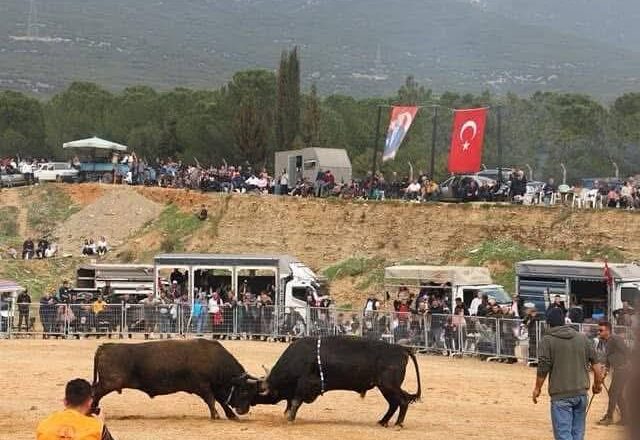  Kemalpaşa 3. Boğa Güreşi Festivali 3 Mayıs’ta Akalan Arenada