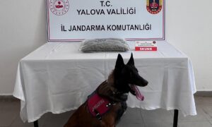 Yalova’da Uyuşturucu Operasyonu: 1,5 Kilo Skunk Ele Geçirildi