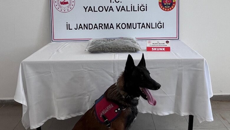  Yalova’da Uyuşturucu Operasyonu: 1,5 Kilo Skunk Ele Geçirildi