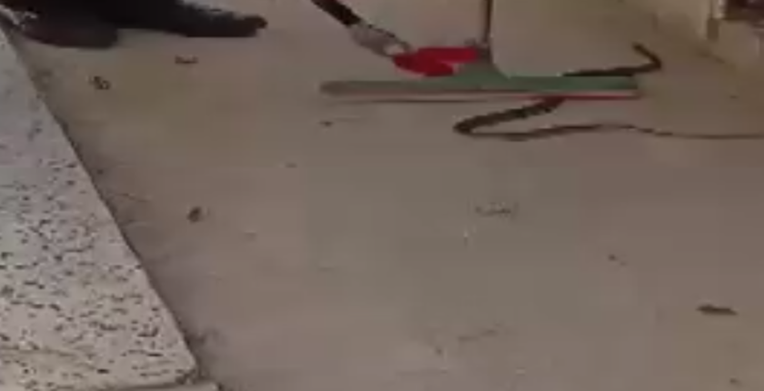 Çorum’da Eve Giren Yılan İtfaiye Ekiplerince Yakalandı