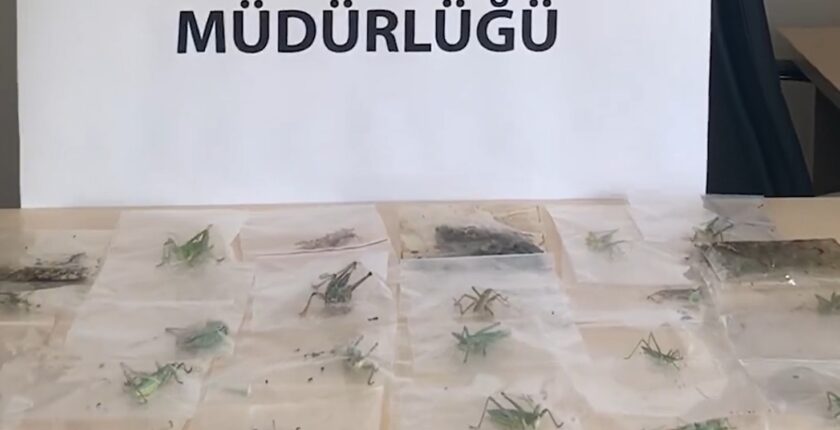 Adıyaman’da Çekirge Toplayan 3 Yabancı Uyruklu Şahsa 2 Milyon 97 Bin Lira Ceza