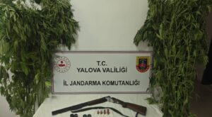 Yalova’da Uyuşturucu Operasyonu: Çiftlikköy’de Serada Kenevir Ele Geçirildi