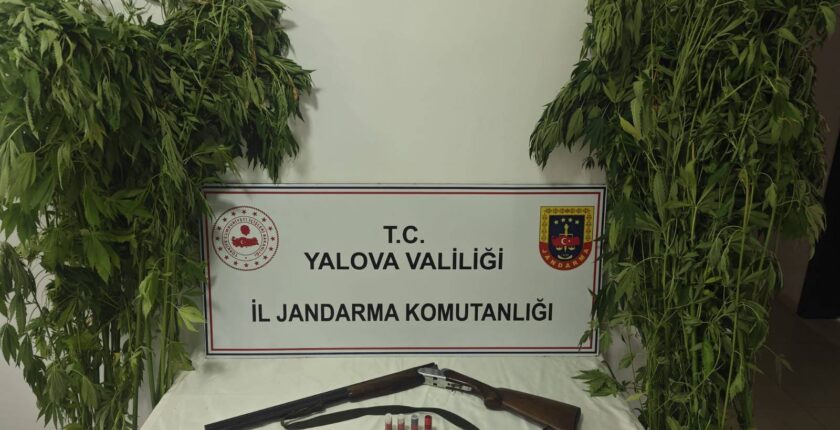 Yalova’da Uyuşturucu Operasyonu: Çiftlikköy’de Serada Kenevir Ele Geçirildi