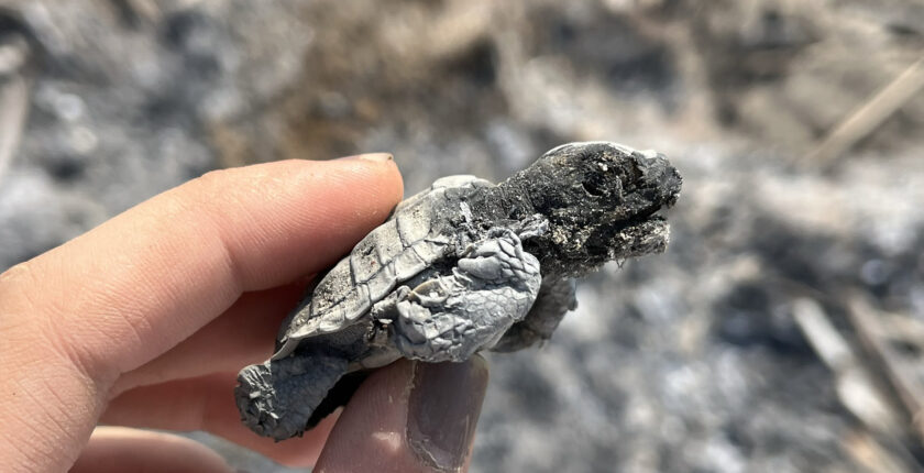 Antalya’da Sahilde Yakılan Ateş Yavru Caretta Carettanın Ölümüne Neden Oldu