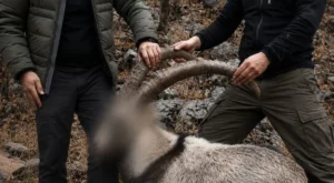 Siirt’te 5 Yaban Keçisini Yasa Dışı Avlayanlara Ceza Kesildi